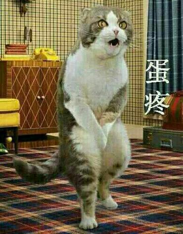 蛋疼