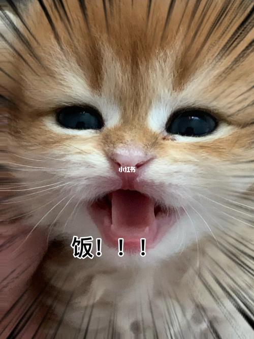 饭！！！