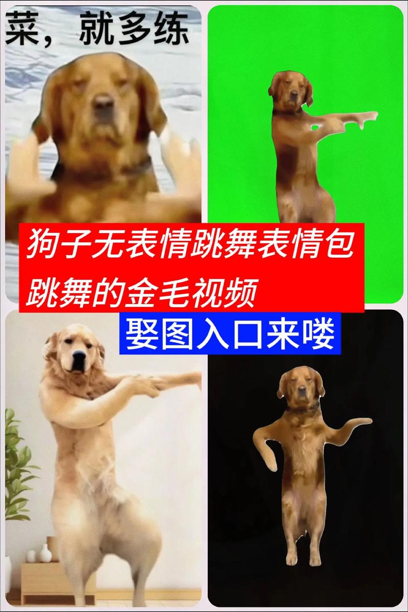 菜，就多练 狗子无表情跳舞表情包 跳舞的金毛视频 娶图入口来喽