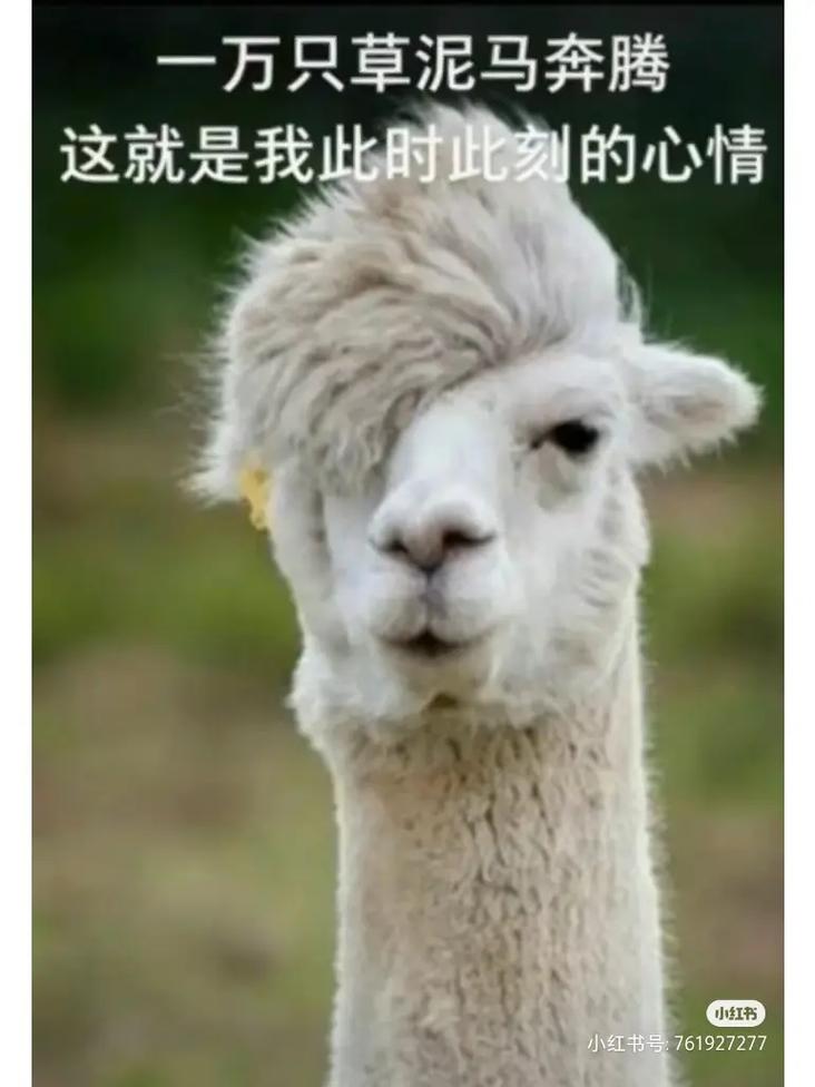 一万只草泥马奔腾 这就是我此时此刻的心情  号：761927277