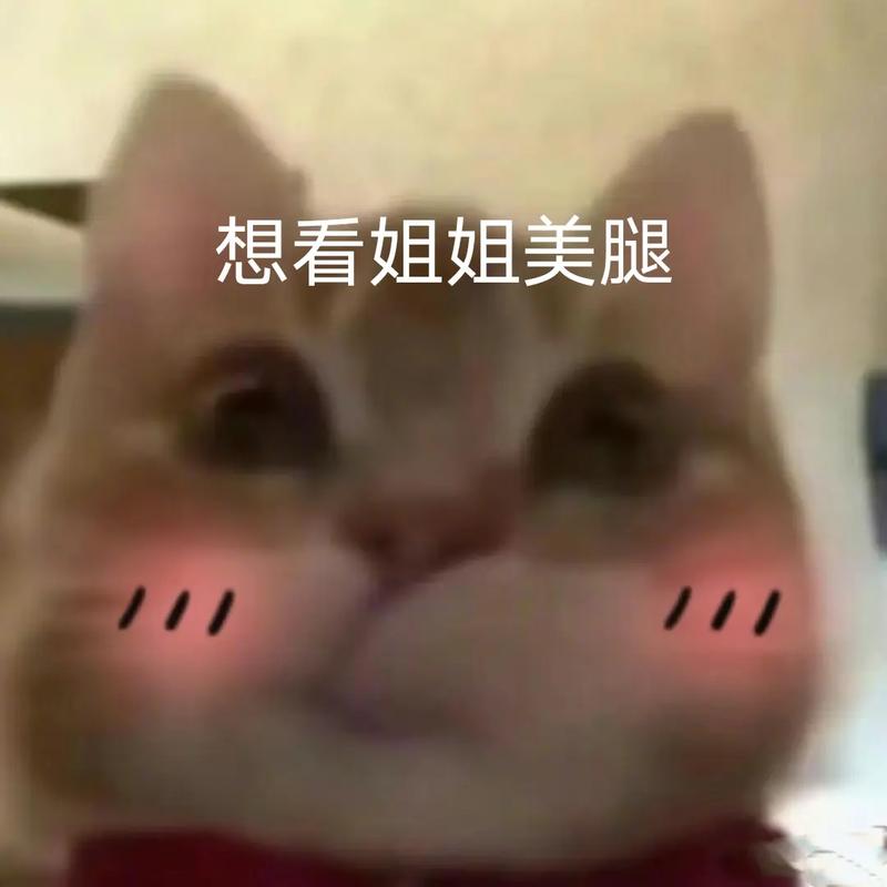 想看姐姐美腿