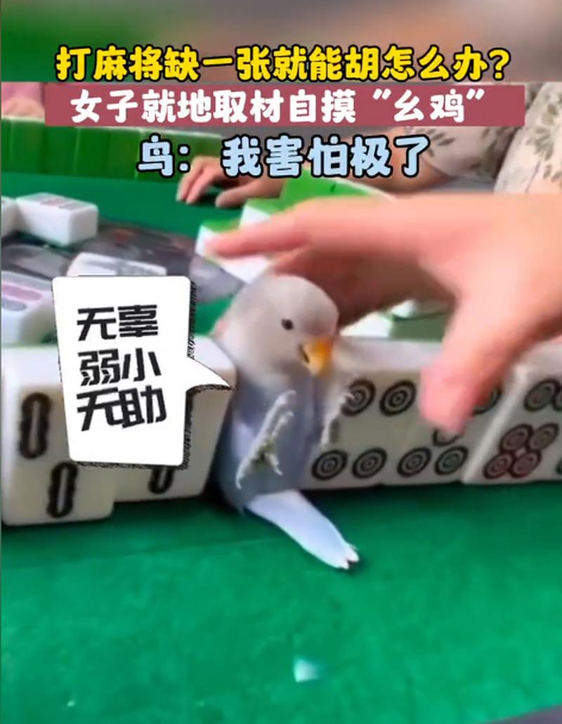 打麻将缺一张就能胡怎么办？ 女子就地取材自摸“么鸡” 鸟：我害怕极了 无辜 强小 无助
