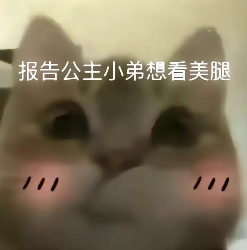 报告公主小弟想看美腿