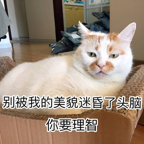 别被我的美貌迷昏了头脑 你要理智