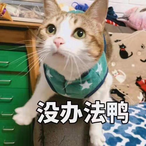 没办法鸭