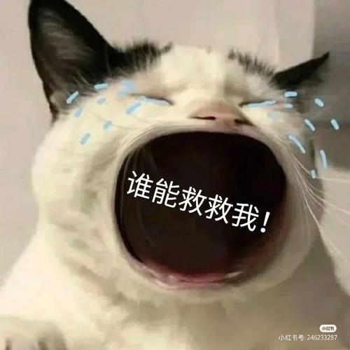 谁能救救我！  号：246233287