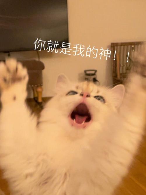 你就是我的神！