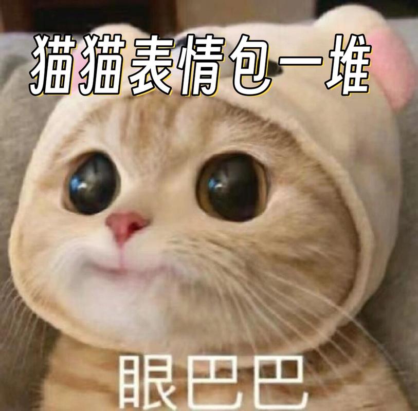 猫猫表情包一堆 眼巴巴