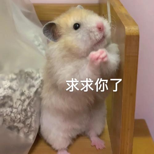 求求你了