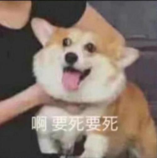 要死要死