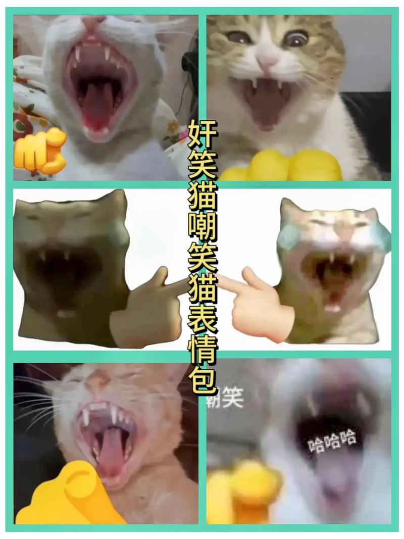 妍笑猫嘲笑猫表情包 笑 哈々々