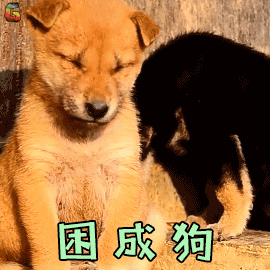 困成狗