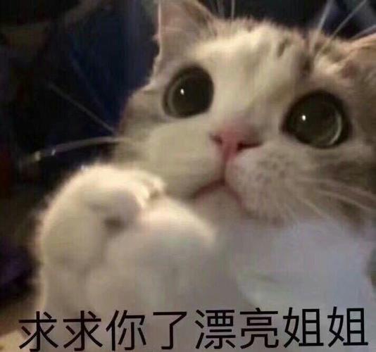 求求你了漂亮姐姐