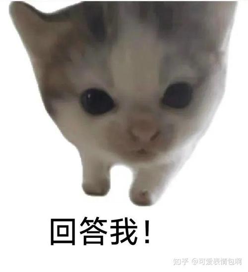 回答我！ 知乎@可爱表情包胸