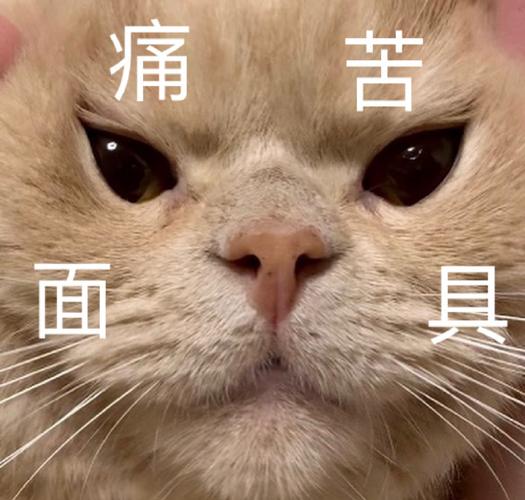 痛 苦 具