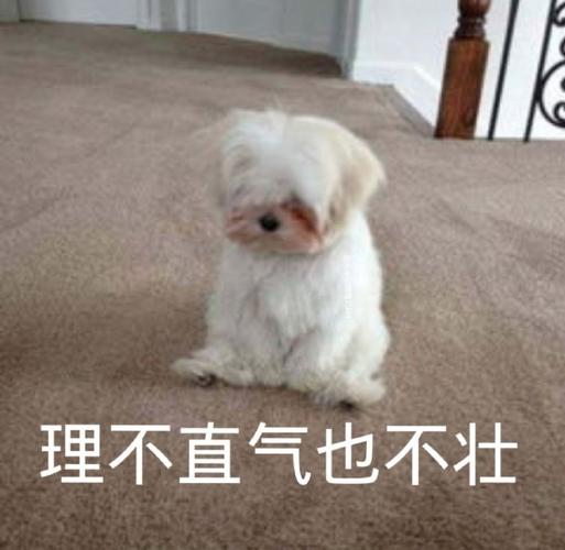 理不直气也不壮