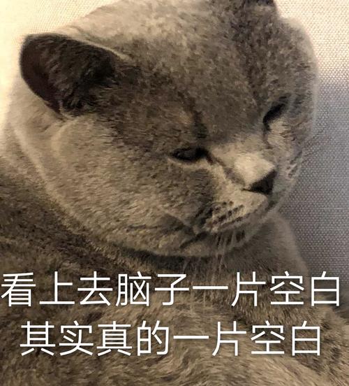 看上去脑子一片空白 其实真的一片空白