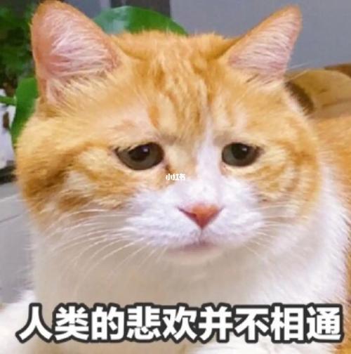 人类的悲欢并不相通