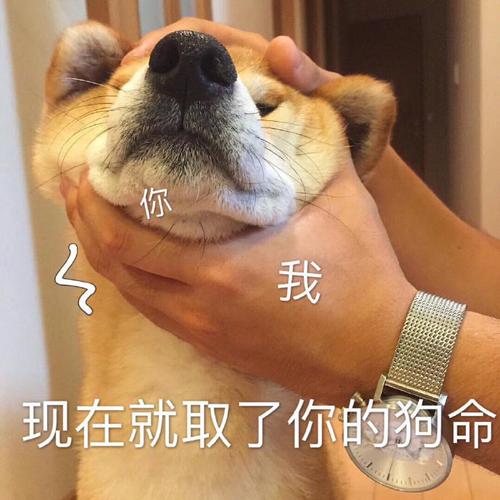 你 我 现在就取了你的狗命