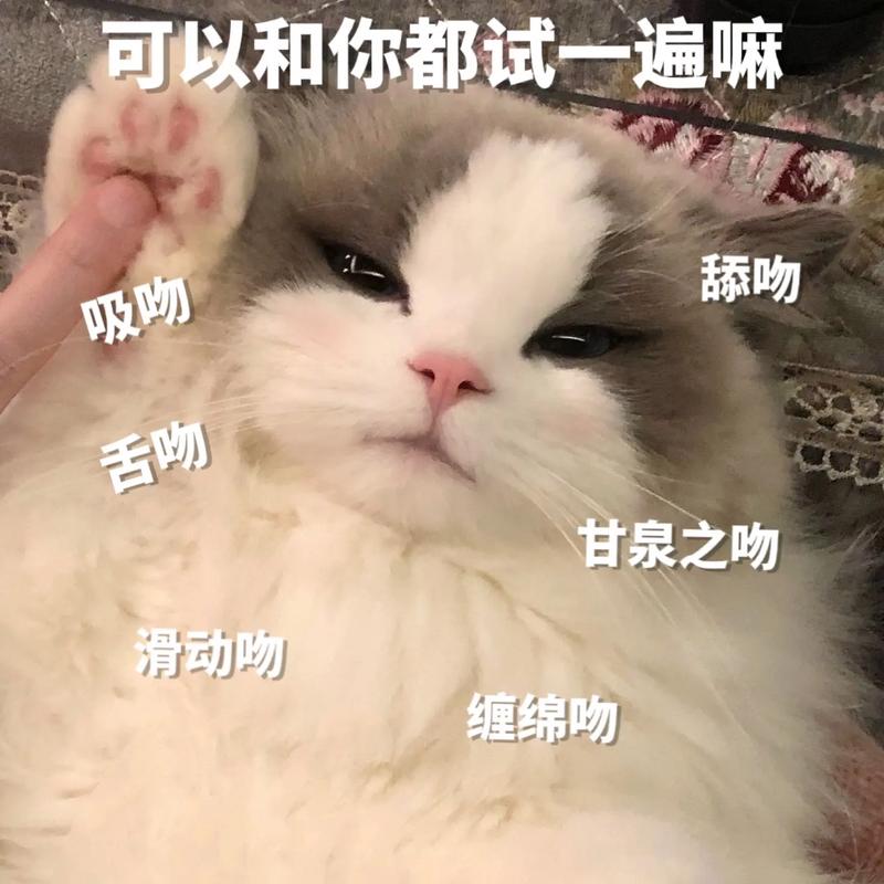 可以和你都试一遍嘛 舔吻 吸吻 舔吻 甘泉之吻 滑动吻 缠绵吻