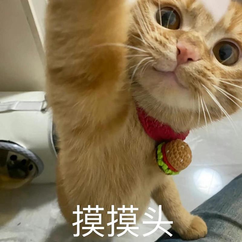 摸摸头