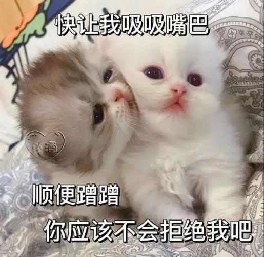 快让我吸吸嘴巴 顺便蹭蹭 你应该不会拒绝我吧