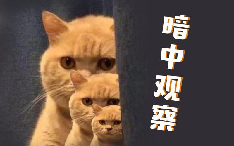 暗中观察