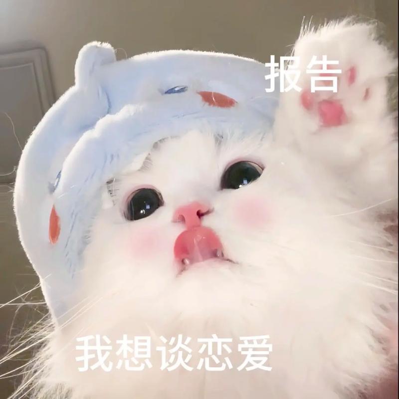 报告 我想谈恋爱