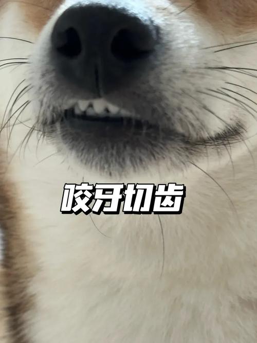 咬牙切齿