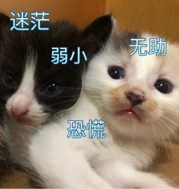 迷茫 无勋 弱小 恐慌