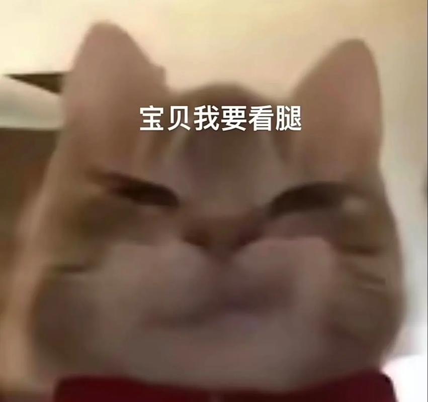 宝贝我要看腿