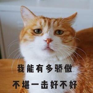我能有多骄傲 不堪一击好不好