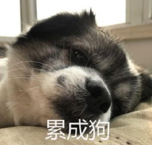 累成狗