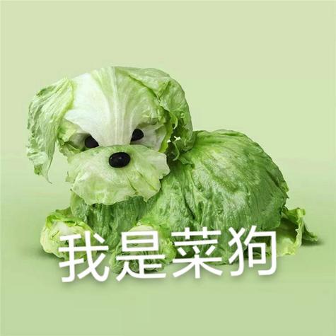 我是菜狗