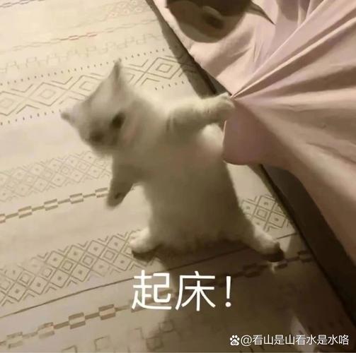 起床！ @看山是山看水是水咯