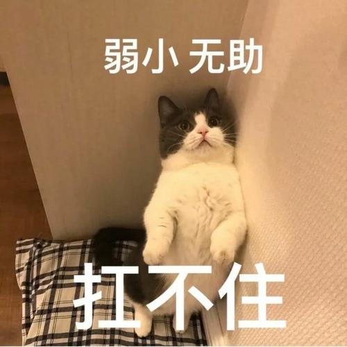 弱小无助 扛不住