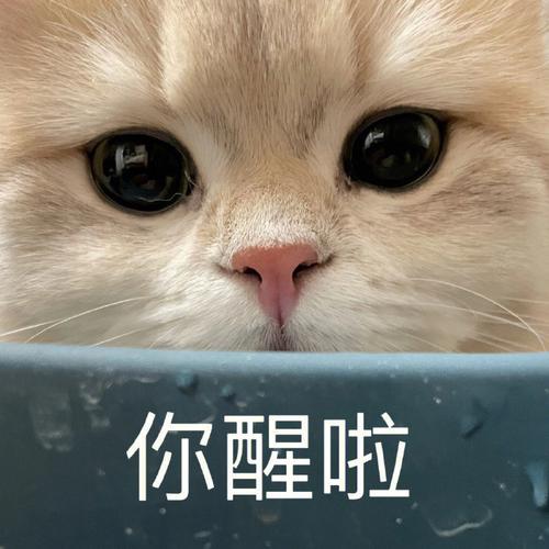 你醒啦