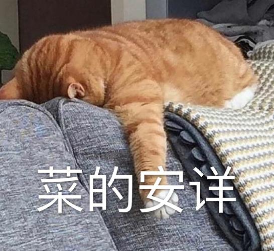 菜的安详
