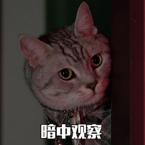 暗中观察