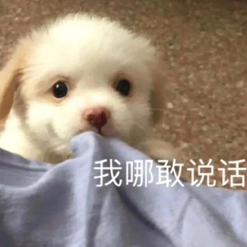 我哪敢说话