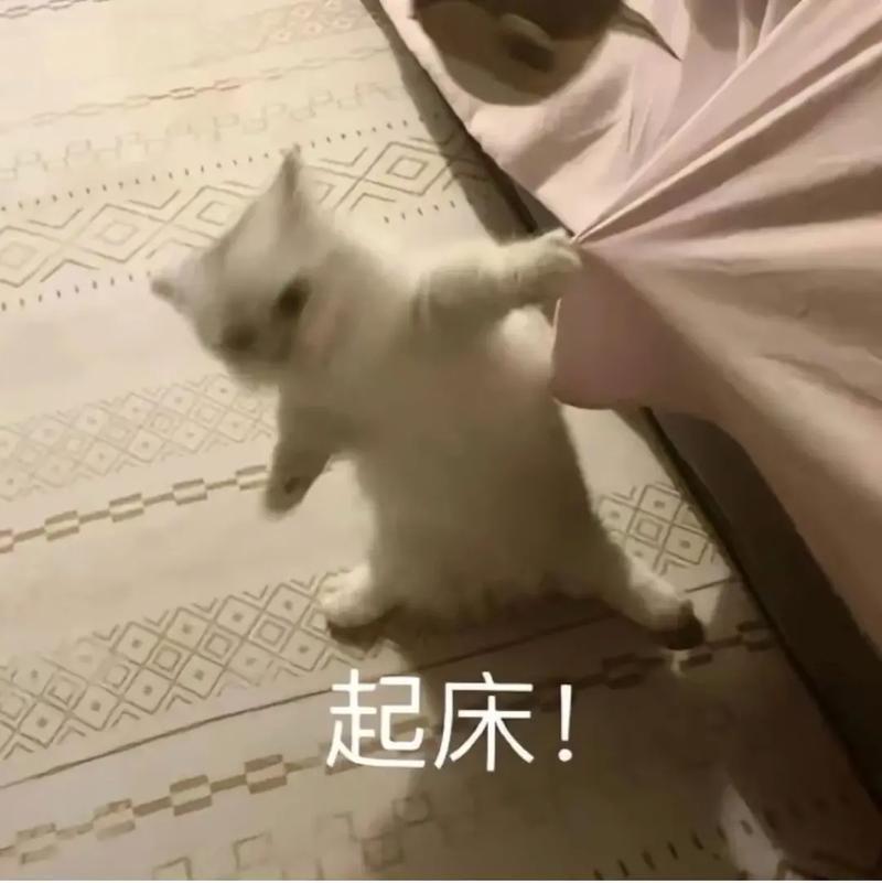 起床！