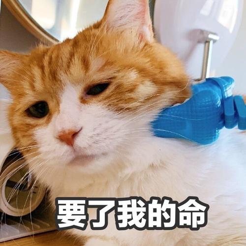 要了我的命