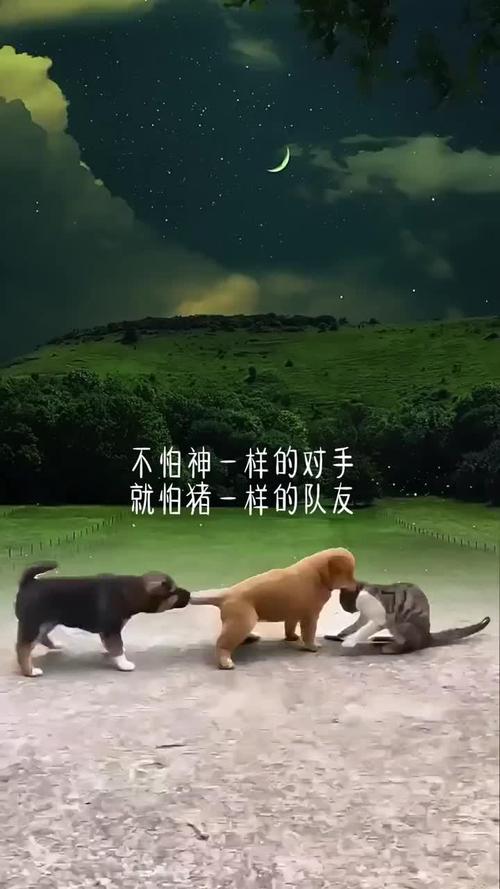 不怕神一样的对手 就怕猪一样的队友