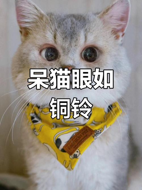 呆猫眼如 铜铃