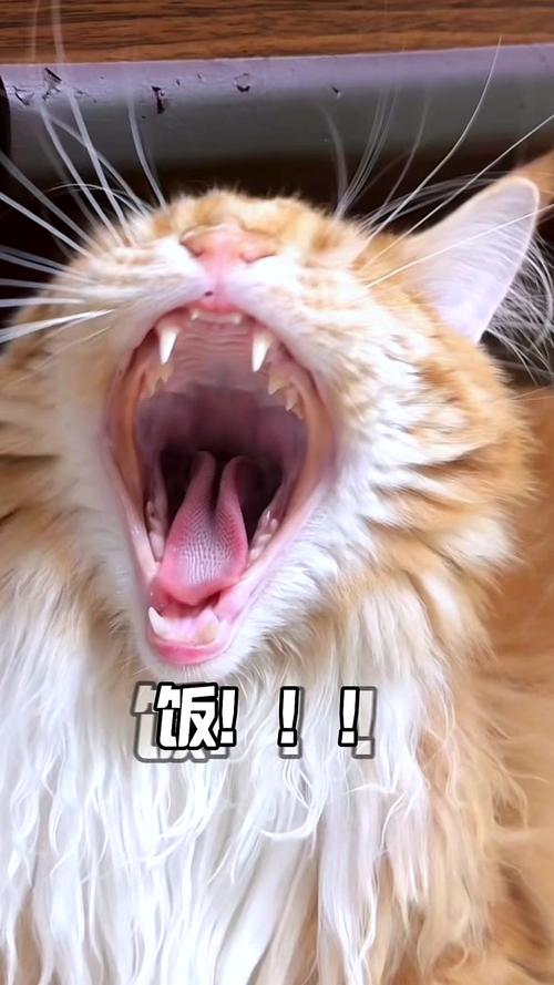 饭！！！