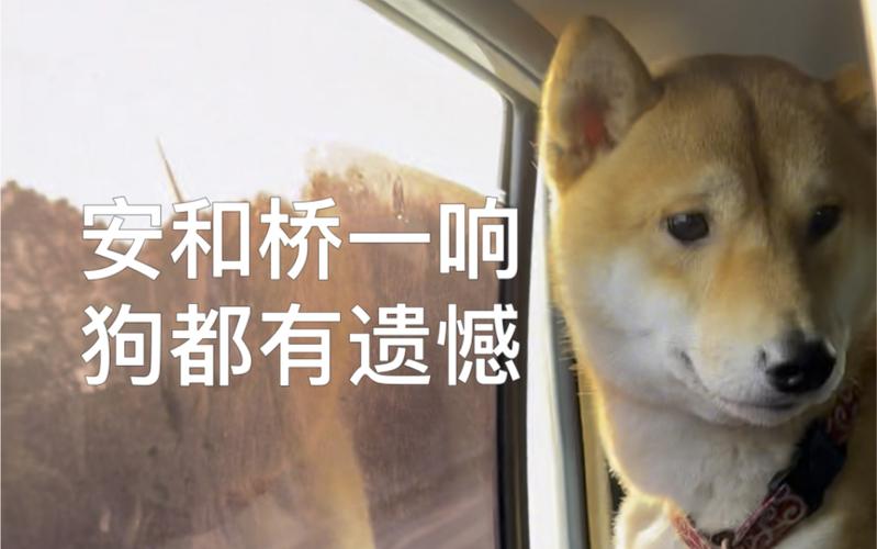 安和桥一响 狗都有遗憾