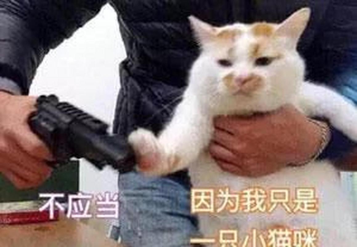 不应当 因为我只是 小猫咪