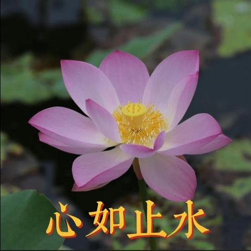 心如止水