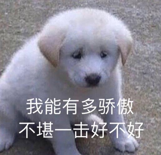 我能有多骄傲 不堪一击好不好