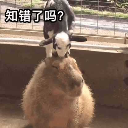 知错了吗？